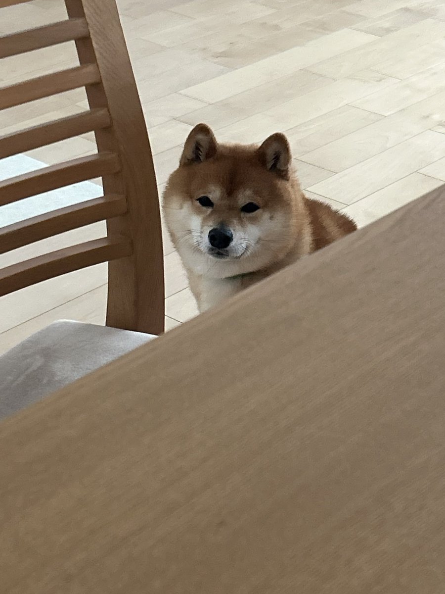 tawashi429's tweet photo. 食卓を遠くから見守る犬 https://t.co/aHnxImMWcK