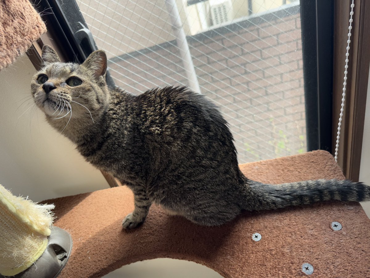 Momoko Iijima tweet media