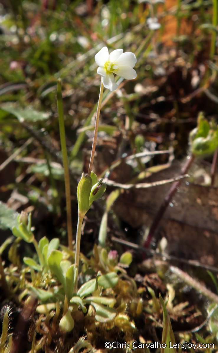 Chris Carvalho tweet media