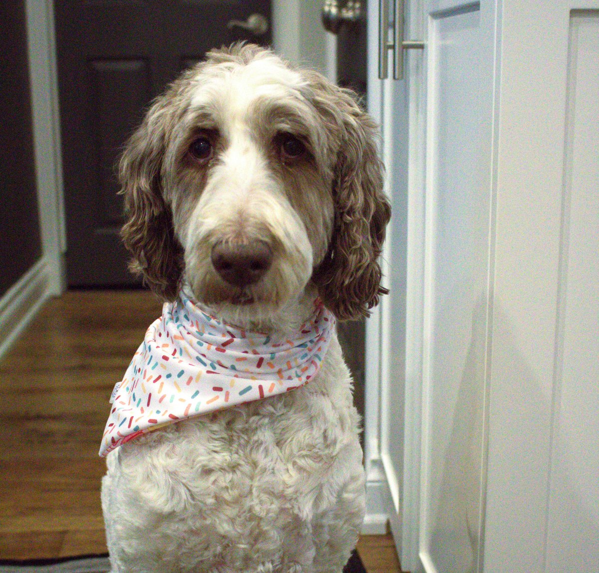 Nessa + Macie Doodle 🇨🇦 tweet media