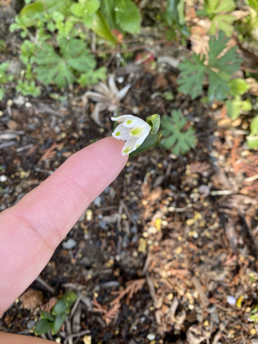 耐寒性ゾーン8：すみにゃん10＠半クラフトガーデナー×半社畜 tweet media