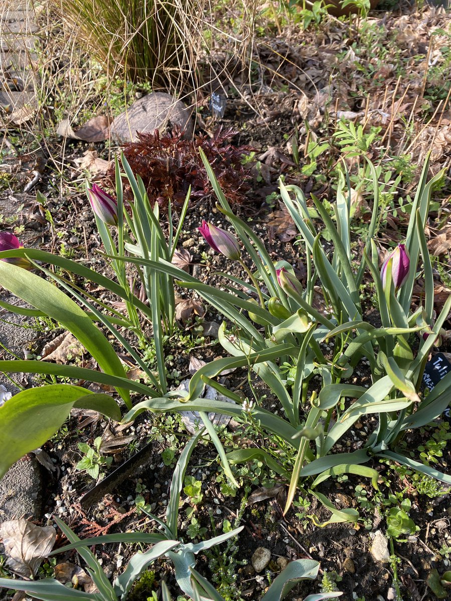 耐寒性ゾーン8：すみにゃん10＠半クラフトガーデナー×半社畜 tweet media