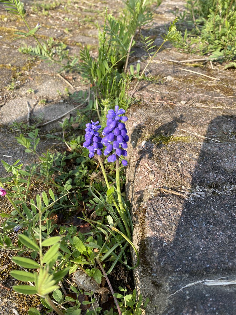 耐寒性ゾーン8：すみにゃん10＠半クラフトガーデナー×半社畜 tweet media