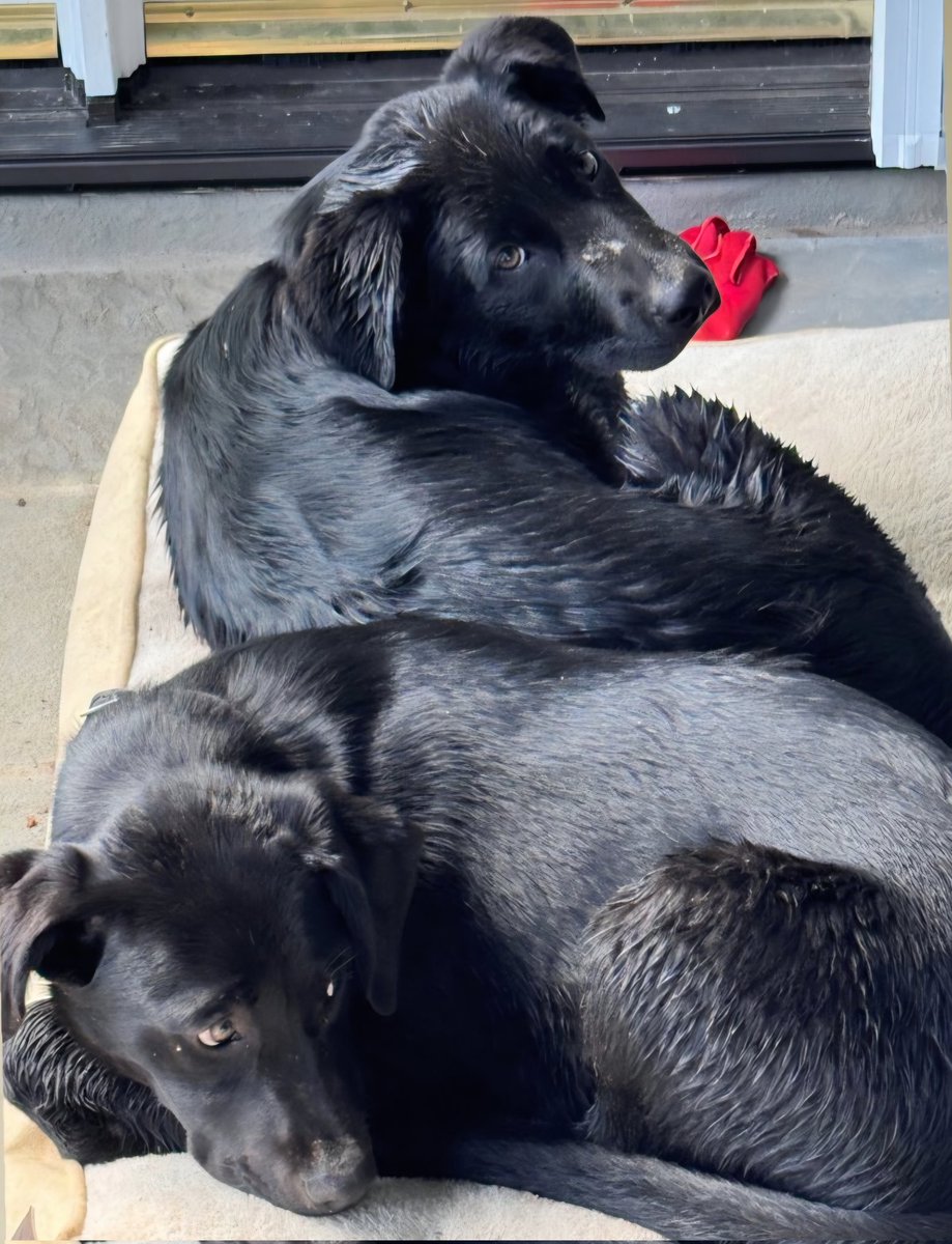 Chris D. Jackson tweet media