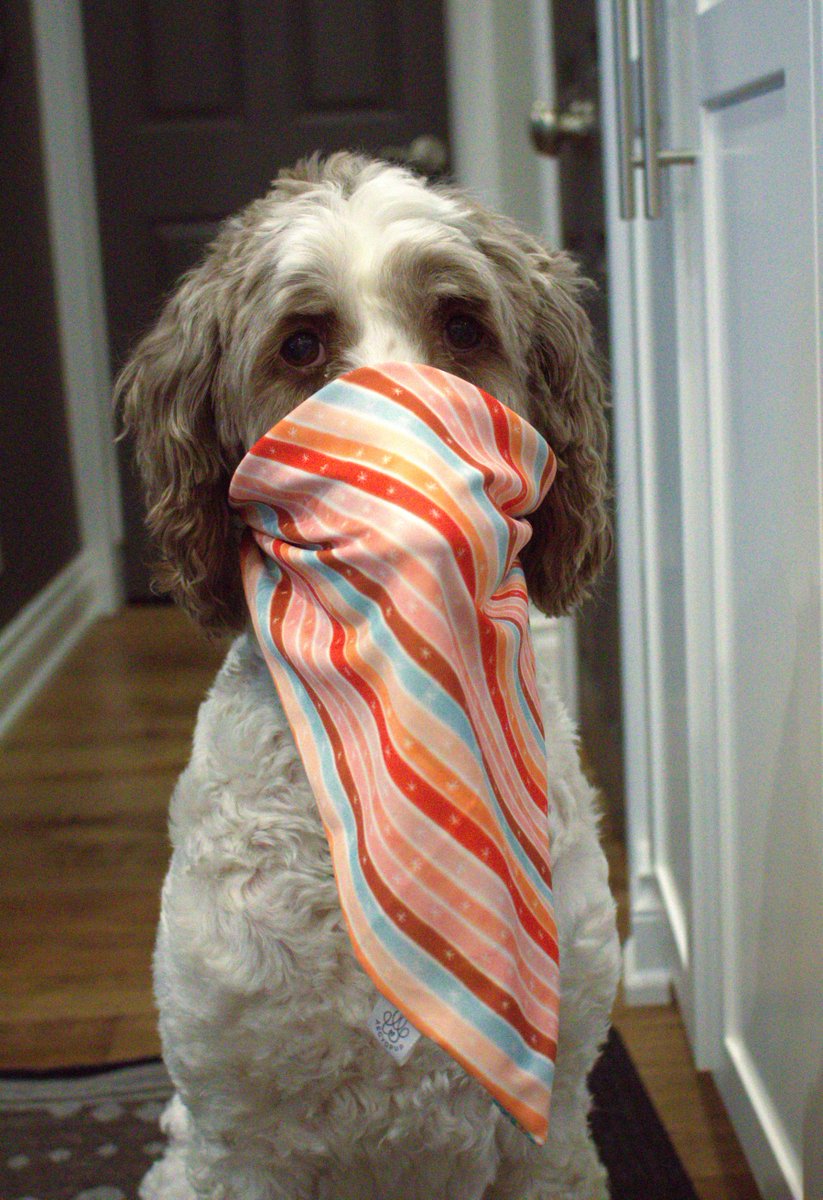 Nessa + Macie Doodle 🇨🇦 tweet media