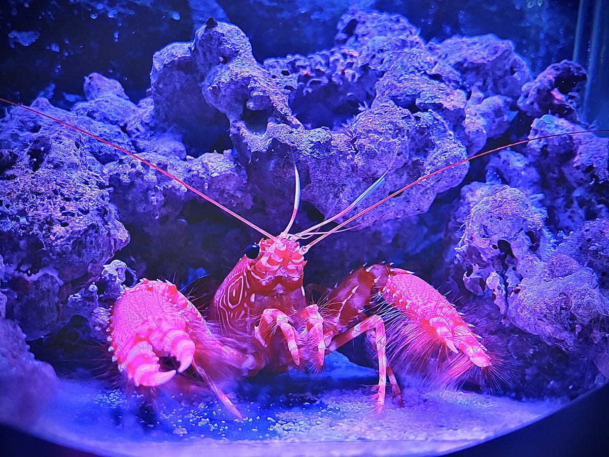 🦀🦀🦀 tweet media