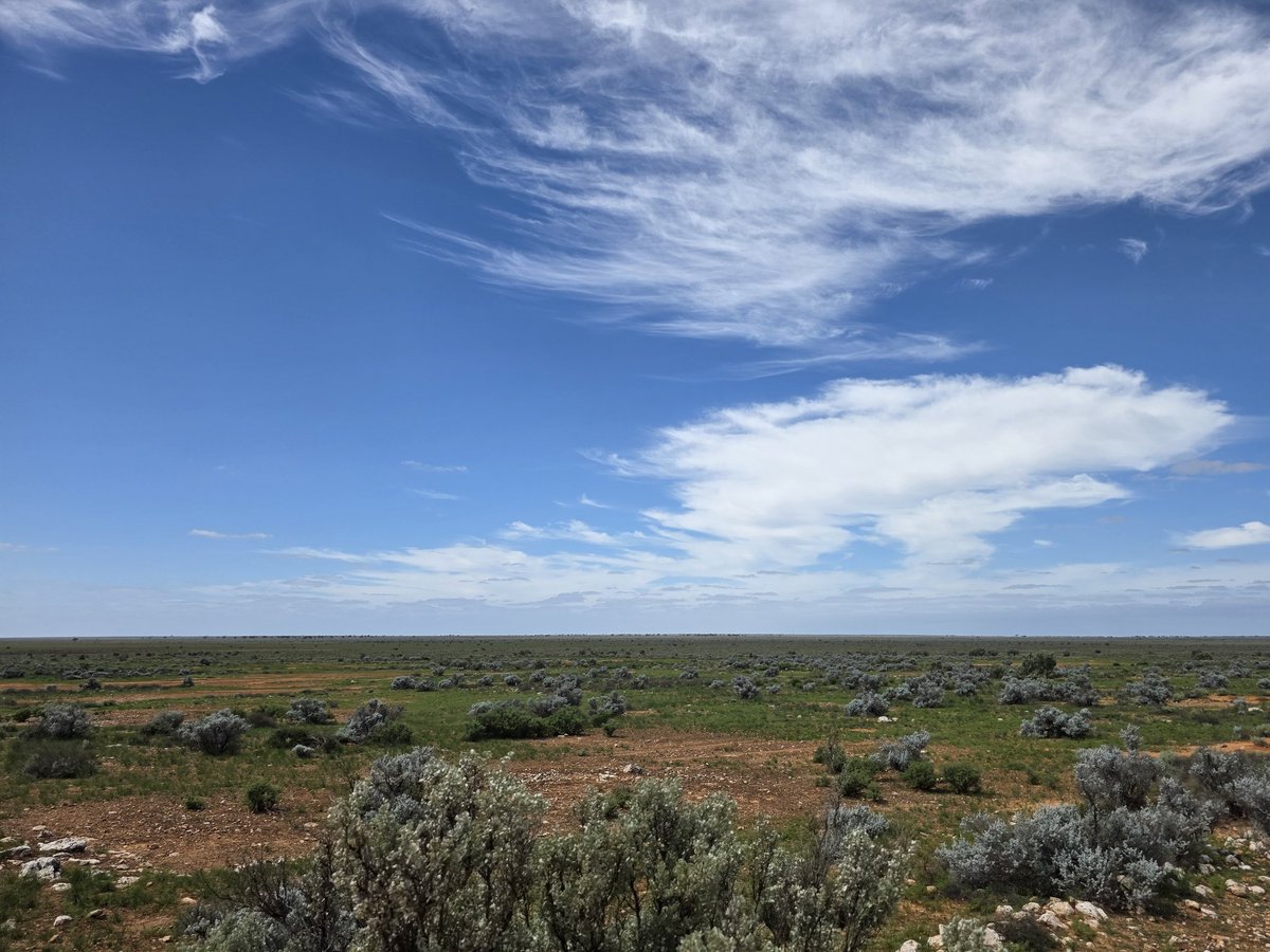 troysetter's tweet photo. @NtDrifter Blue bush, bit of salt bush in this paddock. Both amazing plants https://t.co/weg6CjaZbz