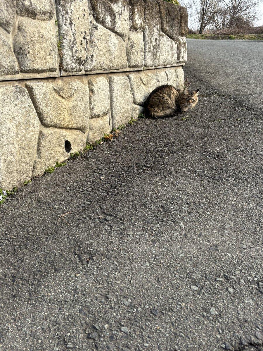 もちこ tweet media