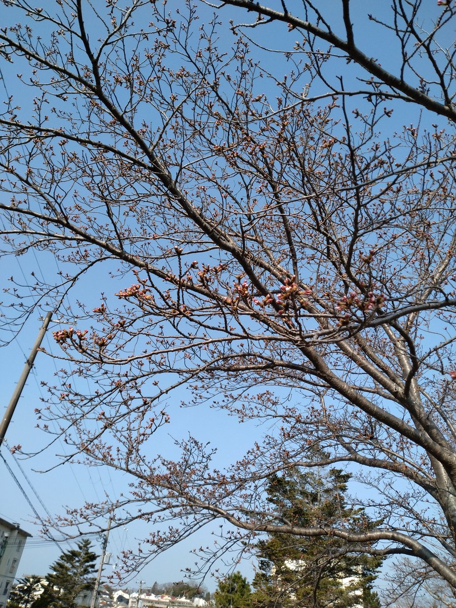 Seppa_MHF's tweet photo. 自宅前の桜も、そろそろ咲きそうです https://t.co/WAvbp9aOx1