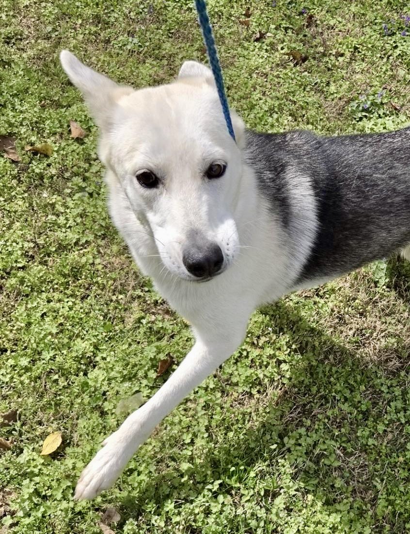 LacDonna's tweet photo. OMGOODNESS Magnolia is so beautiful &amp; loving &amp; friendly, also good w/other dogs. But she needs us NOW!   Magnificent Magnolia needs pledges and reposts to attract a rescue. She needs to get out of Rocky Mount on Monday along w/King, Kemp &amp; Grasshopper. Please help. ZERO pledges! https://t.co/yC3UY8iOEA