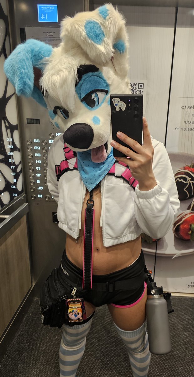 I'm a 🐶 🥪 🔜 AC! tweet media