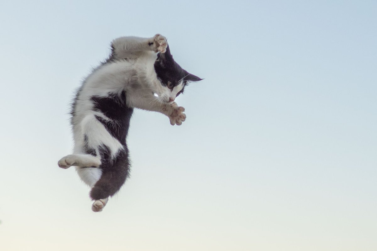 久方 広之「のら猫拳」 tweet media