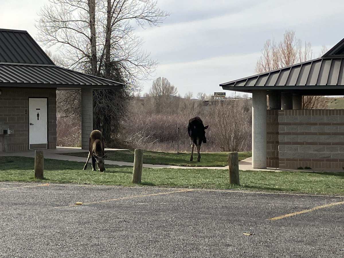 CoachellaJones's tweet photo. Mama Moose with her calf hanging out close to the entrance of Bear River State Park. #EvanstonWyoming #Wyoming #BearRiverStatePark #Moose https://t.co/dsK2KBaPxf
