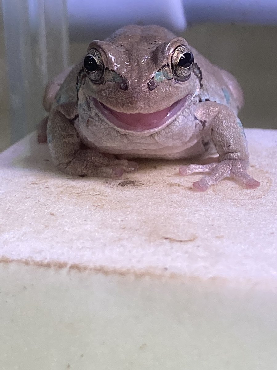 ちゃちゃん＊カエル生活 tweet media