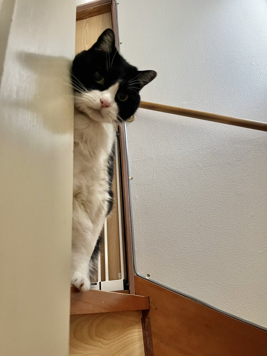 Cat for Light tweet media