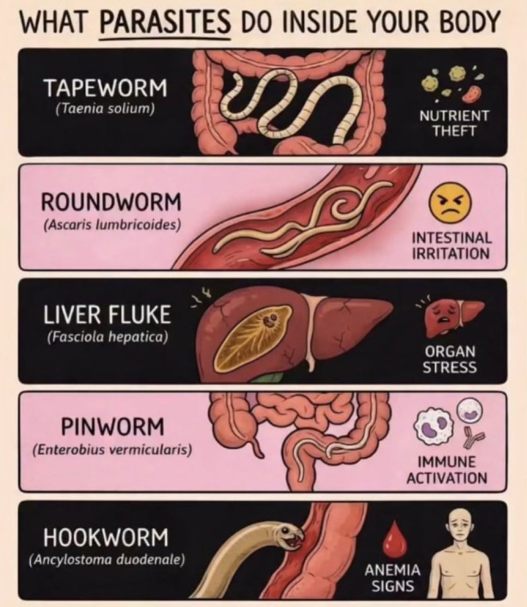 What Parasites do inside your body.