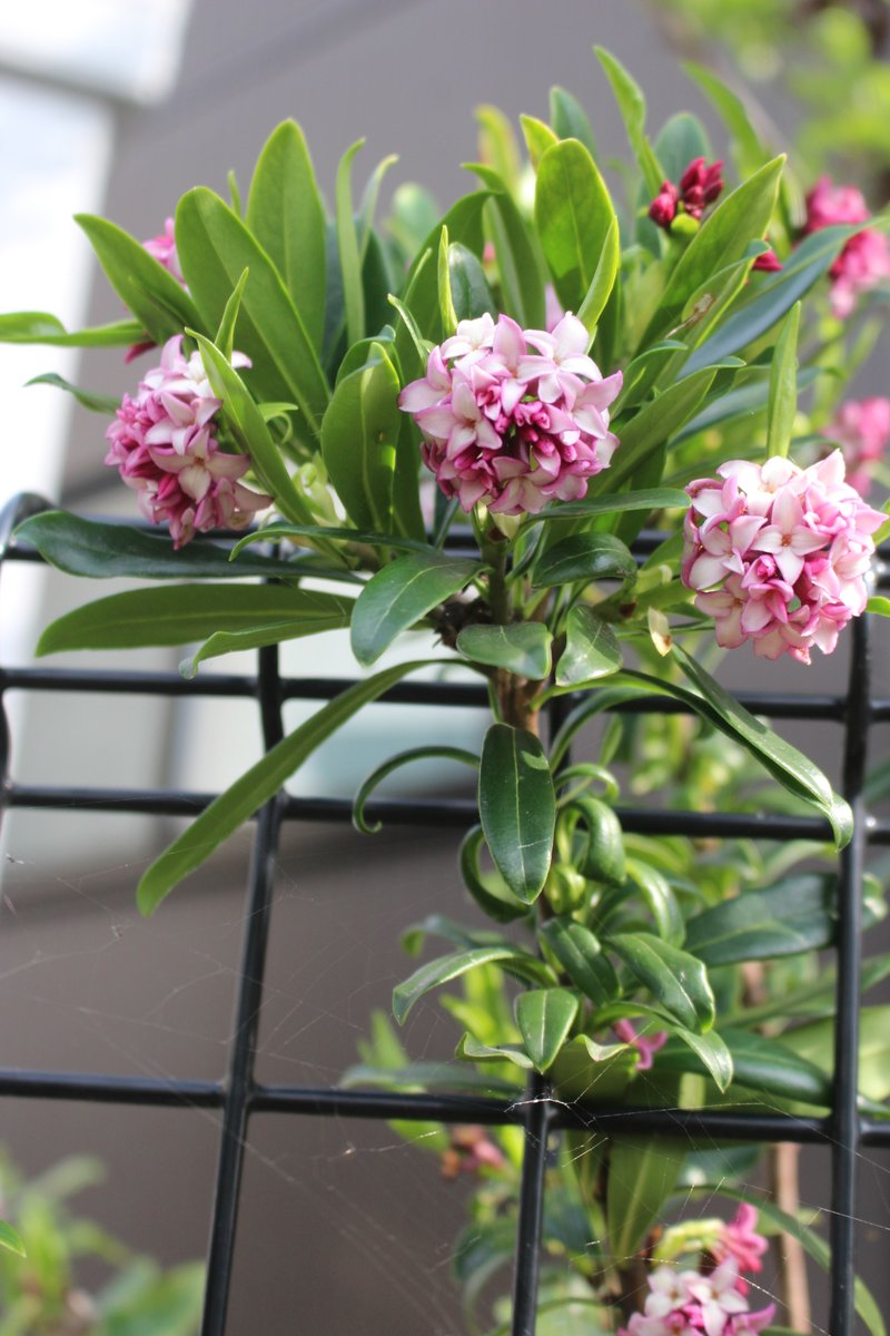 建　茂 tweet media