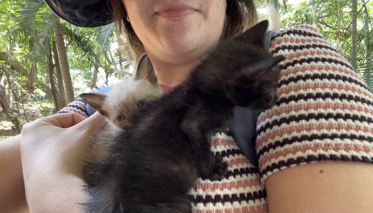 Pearl Astralis⋆౨ৎ˚⟡˖ ࣪ tweet media