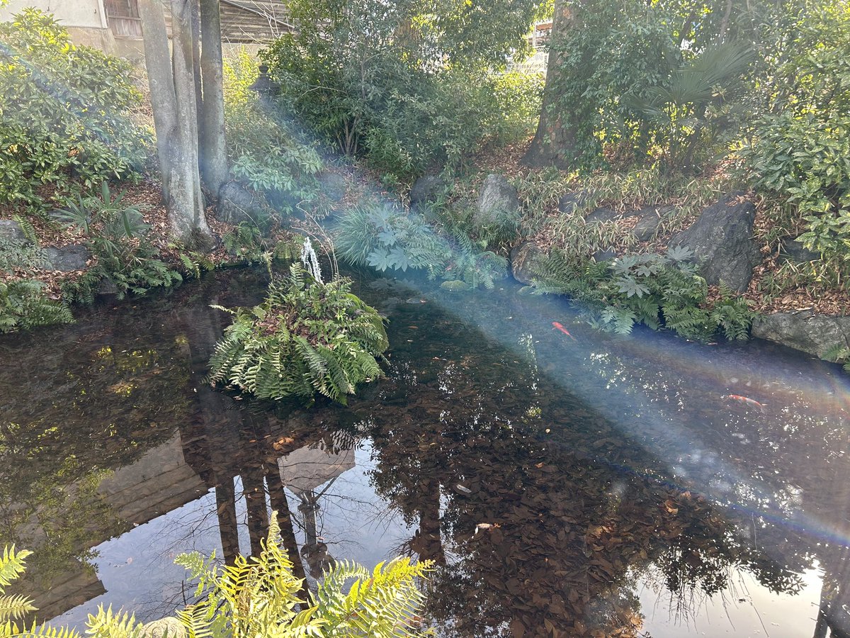 星音 蓮（ほしね れん） tweet media