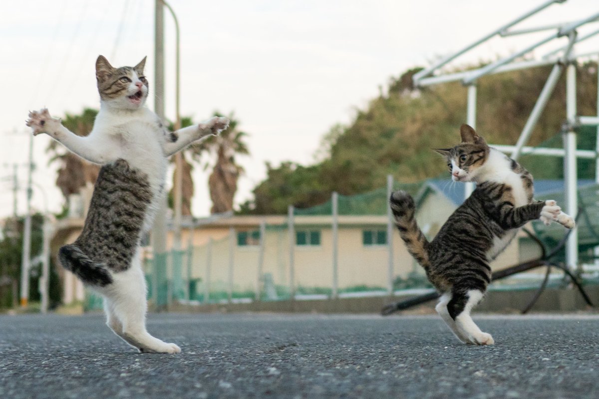 久方 広之「のら猫拳」 tweet media