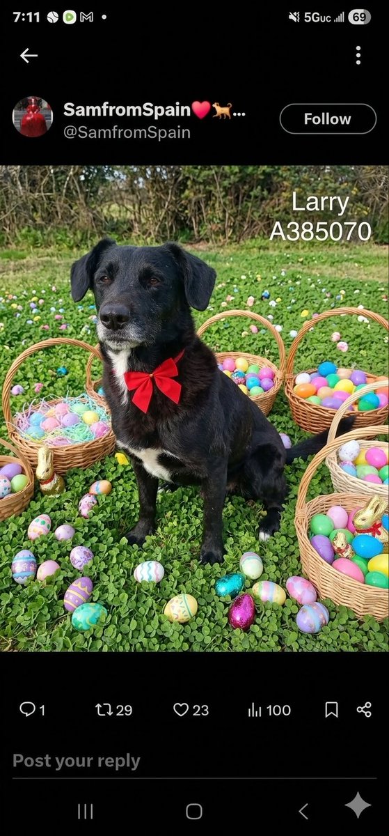 Patriot L tweet media