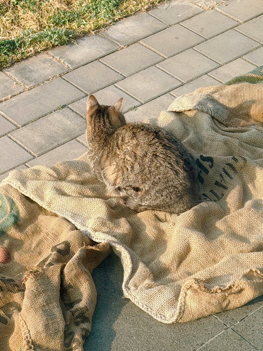 몽상가의 정원🌷 tweet media