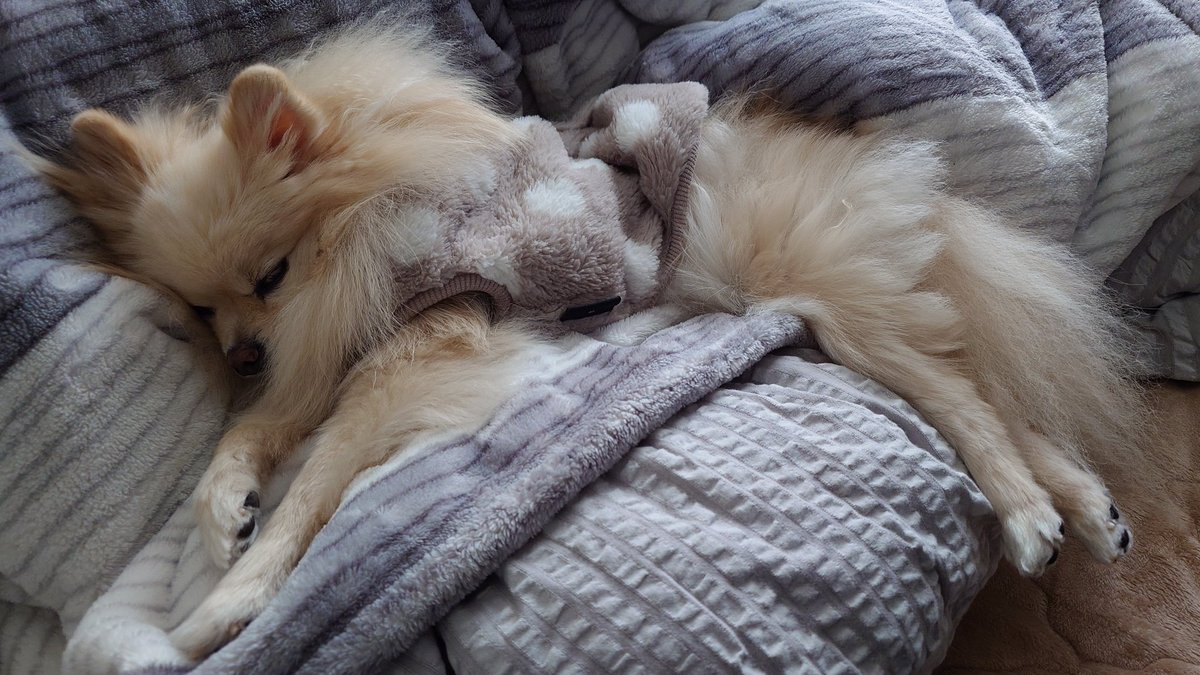 haruno1024's tweet photo. 領域展開『二度寝予定』

──使用者は必ず寝る。

#ポメラニアン #pomeranian https://t.co/6oe0GsfwhN