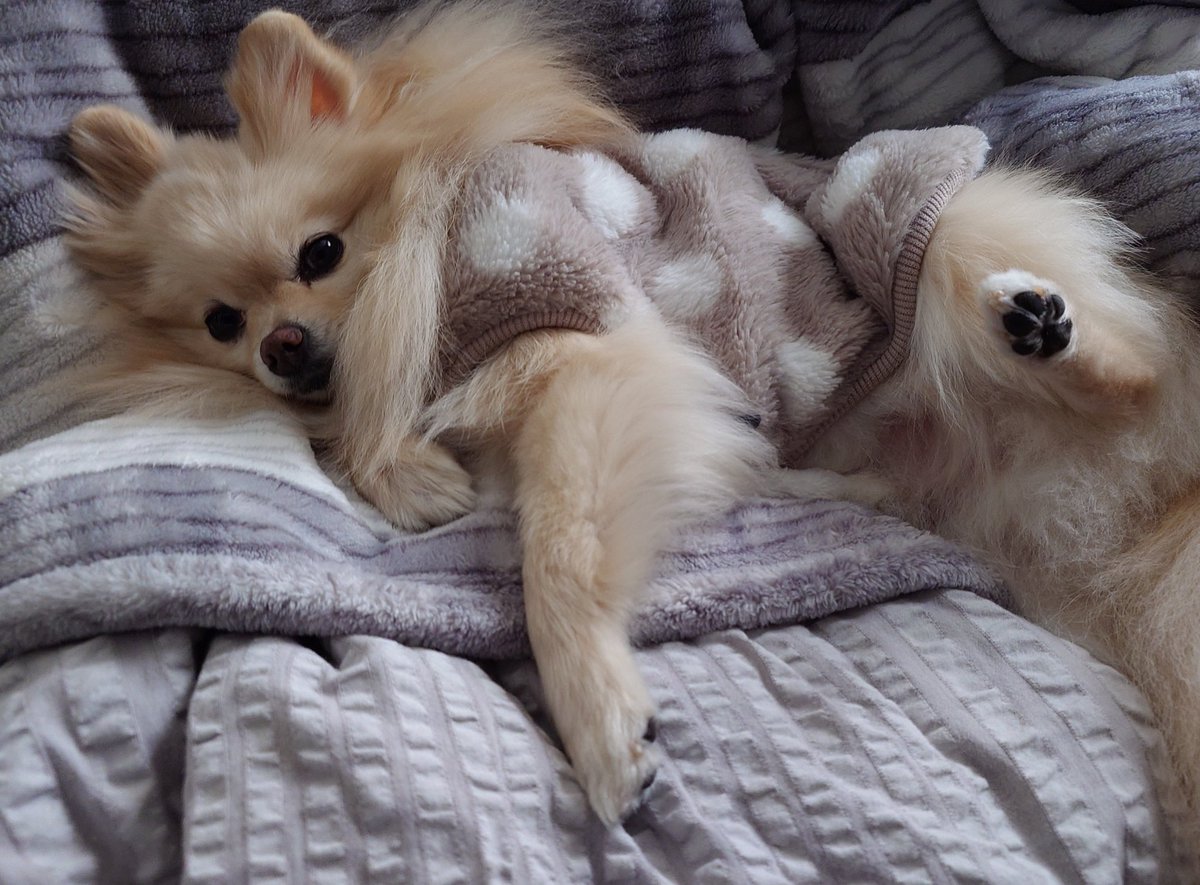 haruno1024's tweet photo. 領域展開『二度寝予定』

──使用者は必ず寝る。

#ポメラニアン #pomeranian https://t.co/6oe0GsfwhN