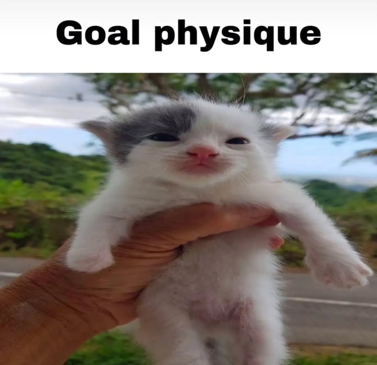 Punch Cat tweet media