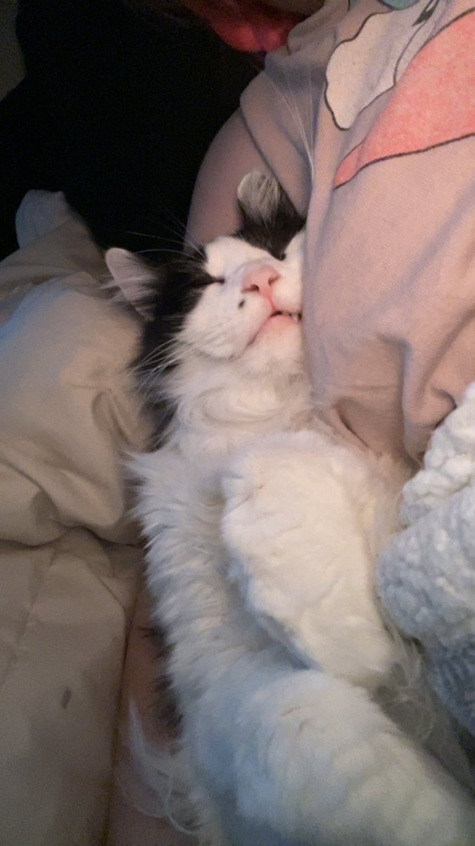 pepper 🌶️ & lugosi 🧛🏻‍♂️ tweet media