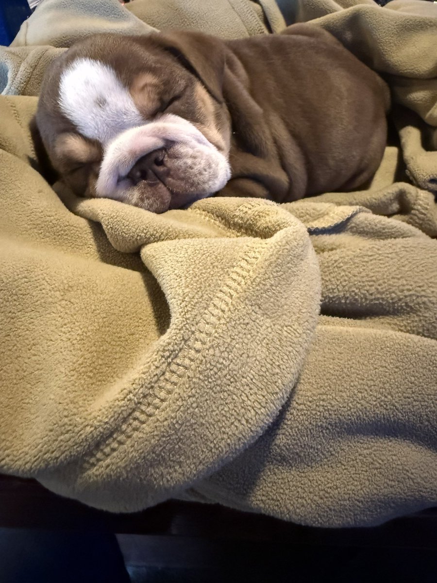 Barph633's tweet photo. @PolitiBunny Just got a puppy last week!  Kira https://t.co/R9ZFIY4bUK