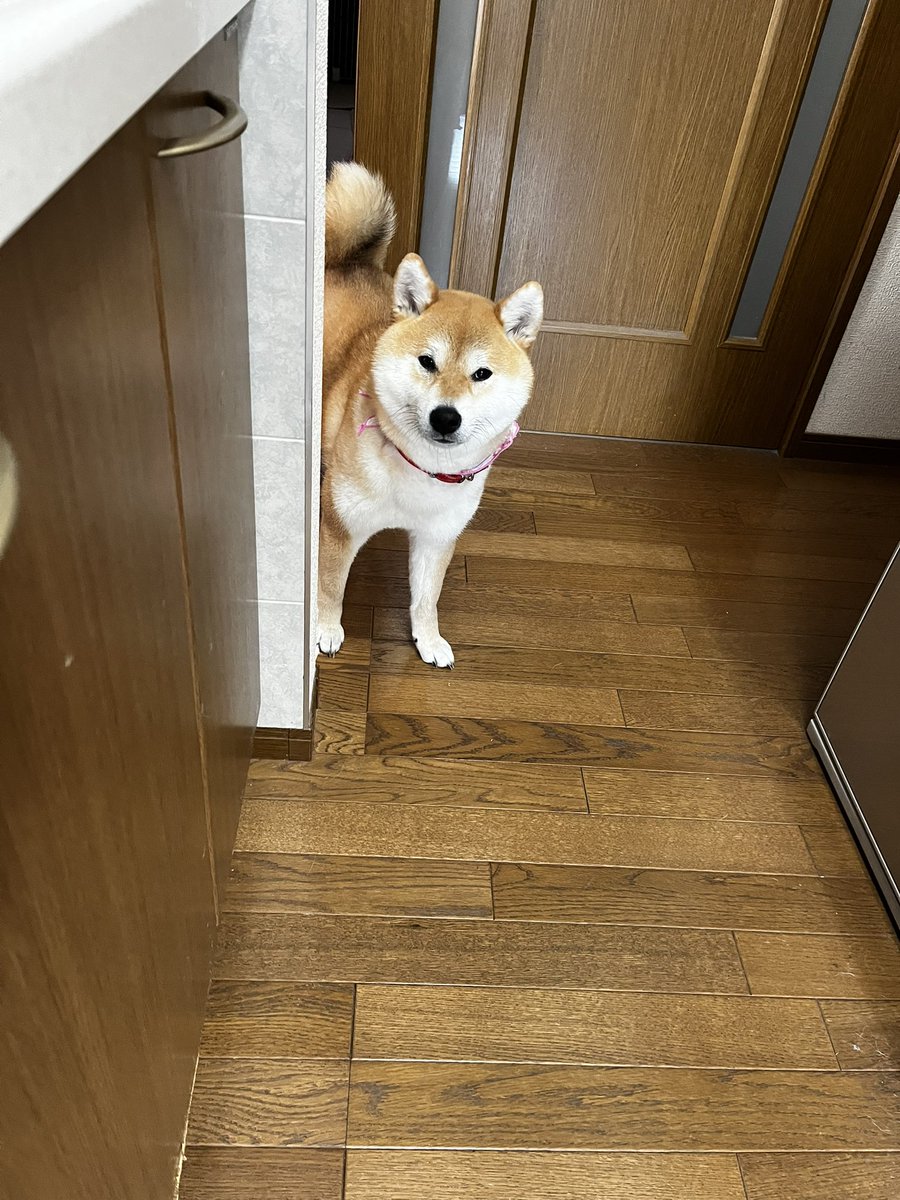 柴犬こめ1歳 tweet media