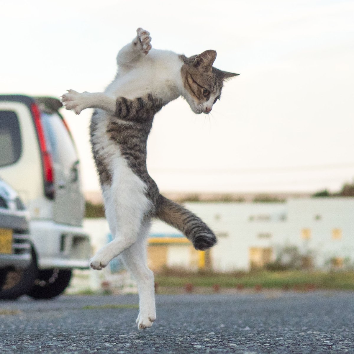 久方 広之「のら猫拳」 tweet media