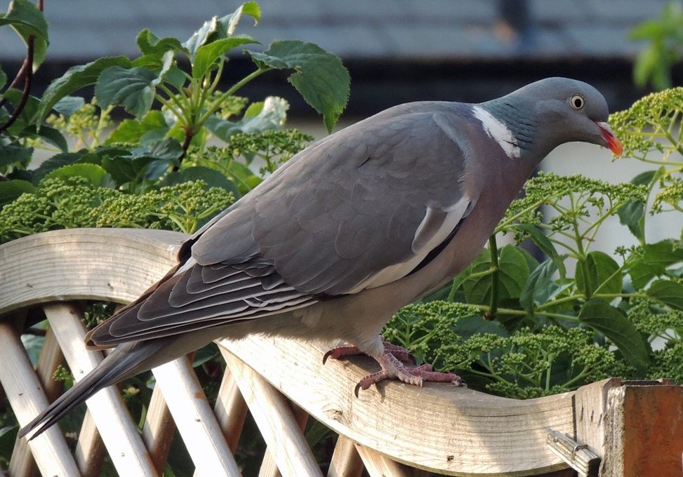 a_london_pigeon's tweet photo. From a defunct accounts ..
Mister Woodpigeon is in residence
#somewhere_in_the_North_West
📷 Janet Brown #May2016 https://t.co/qkLgbJFu2X