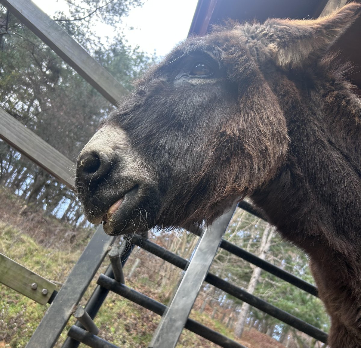 先日、来園したお客様からロバのオス“ドン”へとお花を頂きました。“ドン”が愛用していた馬着と同じ色のお花です。優しいお気持ちありがとうございます。
ファームインフォにて飾らせて頂きます。