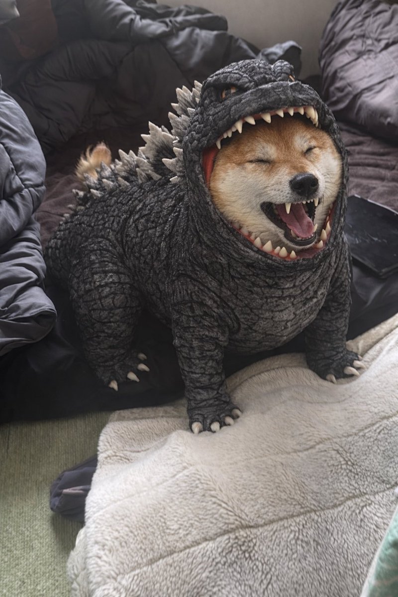 柴犬おもち tweet media