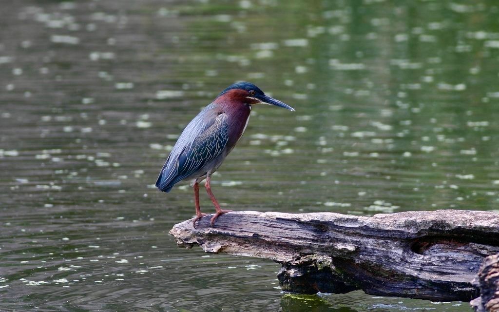CentralPark_NYC's tweet photo. Turtle Pond has always been one of those spots that rewards you for slowing down, and this little green heron is a perfect example of why. Whether you’re stopping by this weekend or just dreaming about a visit, the pond is worth the walk.

#centralpark #nycwildlife #birdwatching https://t.co/S1lDHVHWGe