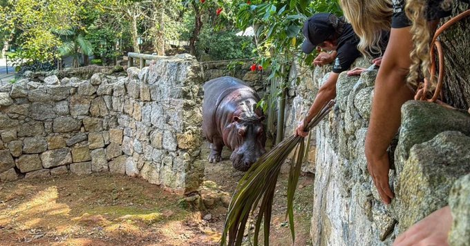 DoCoolNews's tweet photo. 🚨 VRAU NO AMOR!
Hipopótamo Chicão dá um "delete" em 20 anos de solidão e ganha nova namorada no BioParque do Rio. O puro suco do romance animal: o loading do Tinder da fauna deu Match! A rataria política ferve, mas o Chicão só quer saber da Flora. 🦛❤️
#DoCoolNews #BioParque #Chicao #Vrau #Alcatéia