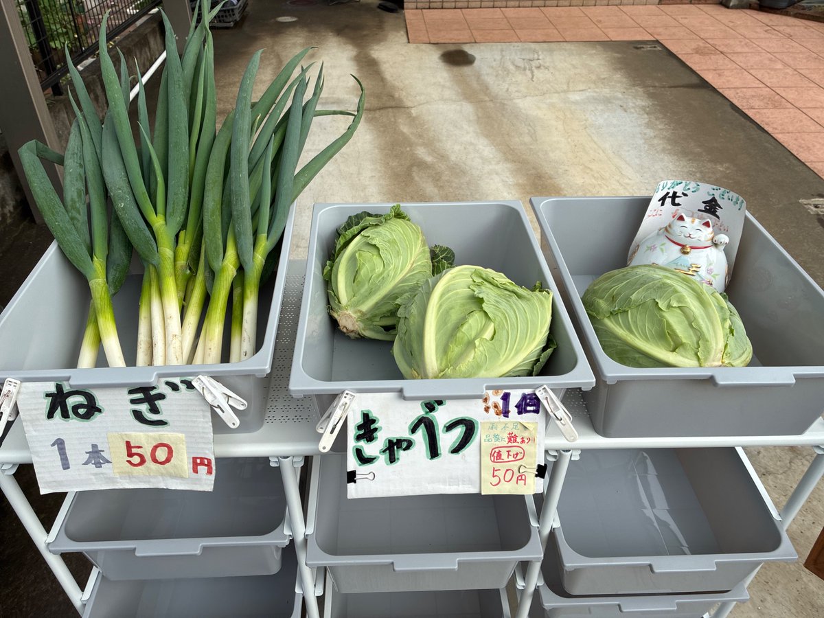 JE1NAM's tweet photo. 3/28(土)
無人販売🈺です
（自家栽培、完全無農薬）

🥬ネギ
🥬キャベツ

八王子市南大沢近くの方、いかがですか？

詳しくはジモティで☟
https://t.co/4Q2aZRD8tD https://t.co/wSGoPiIS0L