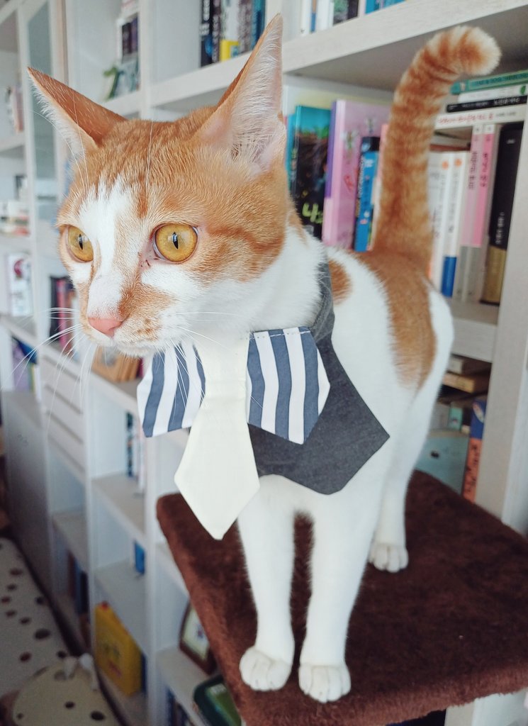 탱자(냥이) tweet media