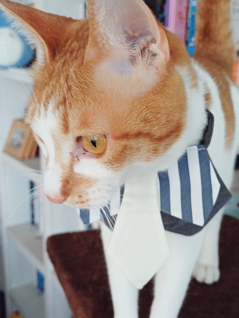 탱자(냥이) tweet media