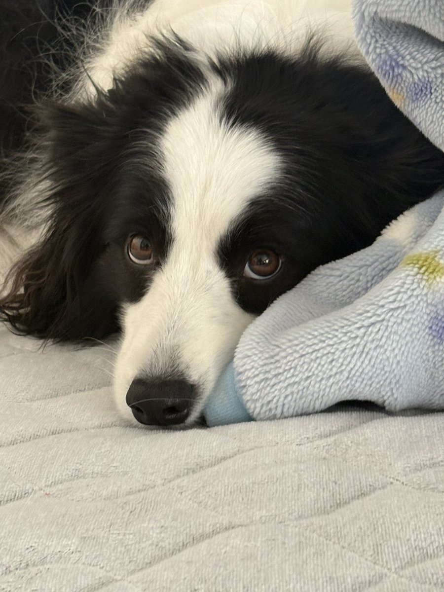 Border collie Rem tweet media