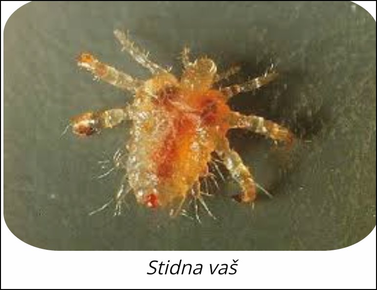 Petar Petrovic tweet media