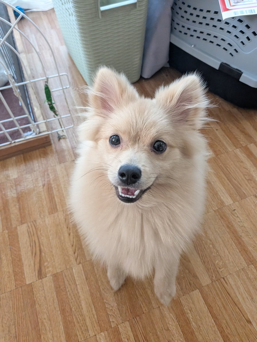 のすけ tweet media