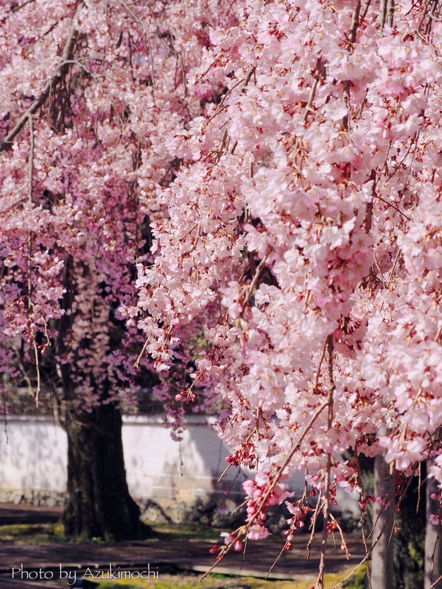 小豆餅乃𝕗𝕝𝕠𝕨𝕖𝕣 𝕣𝕠𝕠𝕞 𖧷𓂃◌ tweet media