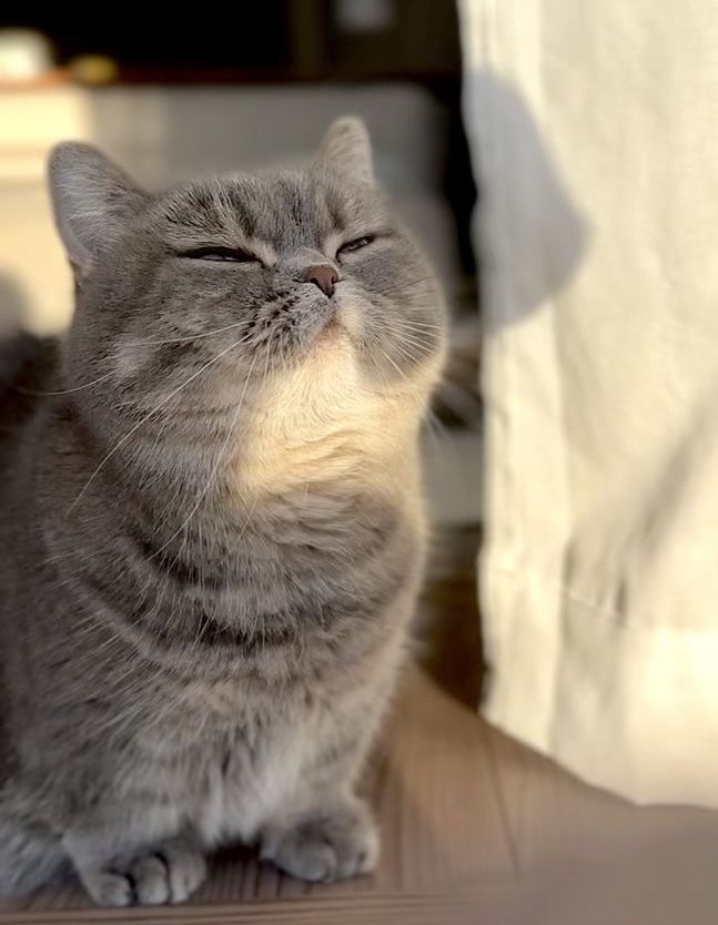 Cats all the way tweet media