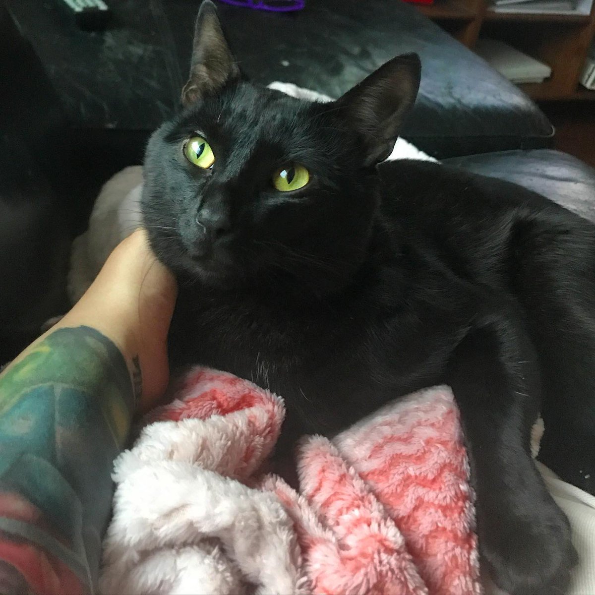 Samantha Collier tweet media