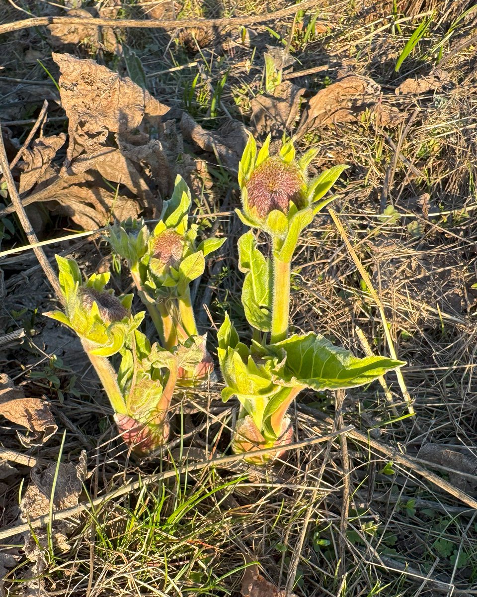 Chris Carvalho tweet media