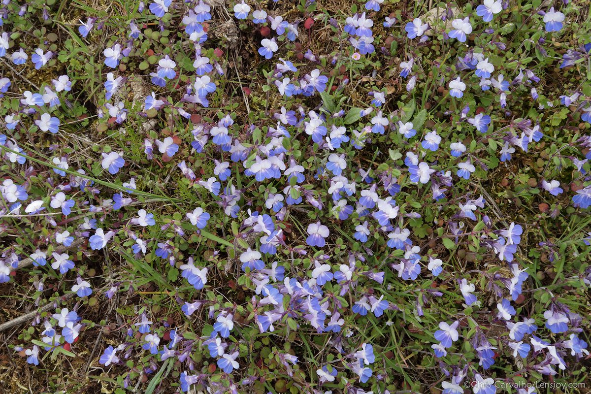 Chris Carvalho tweet media