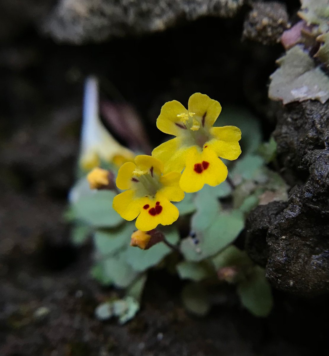 Chris Carvalho tweet media